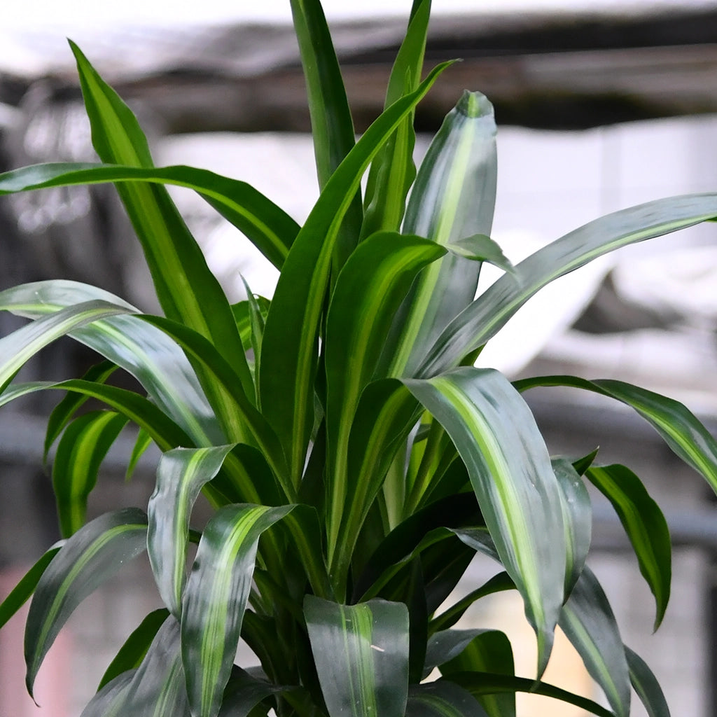 Palettenset 6XL Pflanzen Palmenfeeling - Hydrokultur Büropflanzen in hohen Vasen