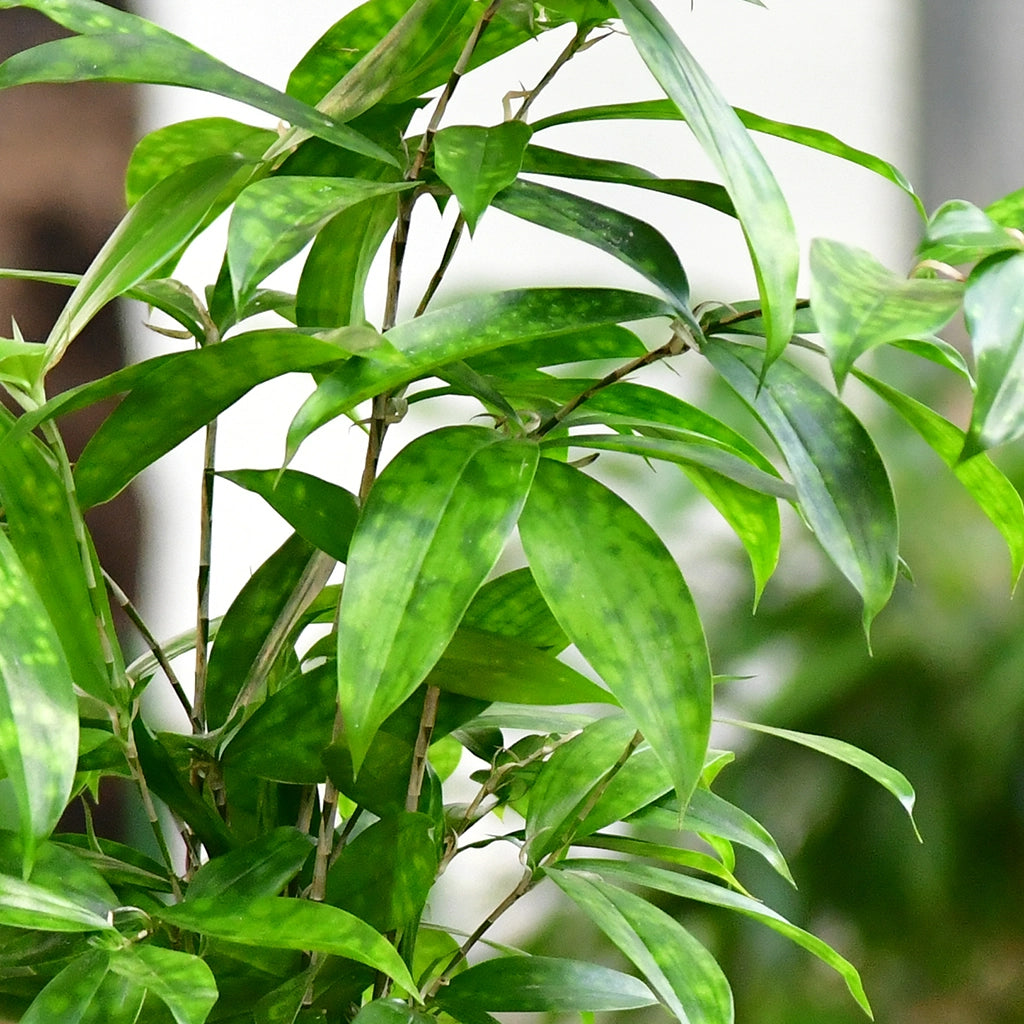 Hydro Büropflanzen Set Sideboard Betonoptik Bambus