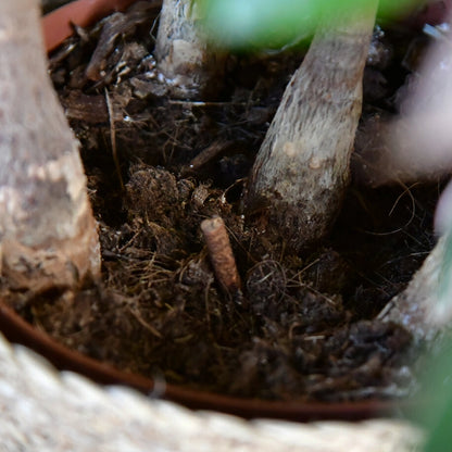 Mix & Match Pflanzen-Pflegeset Frühling