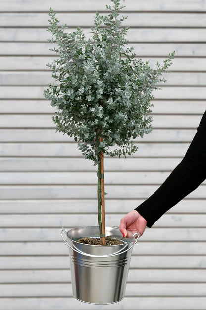 Großes Eukalyptus Bäumchen