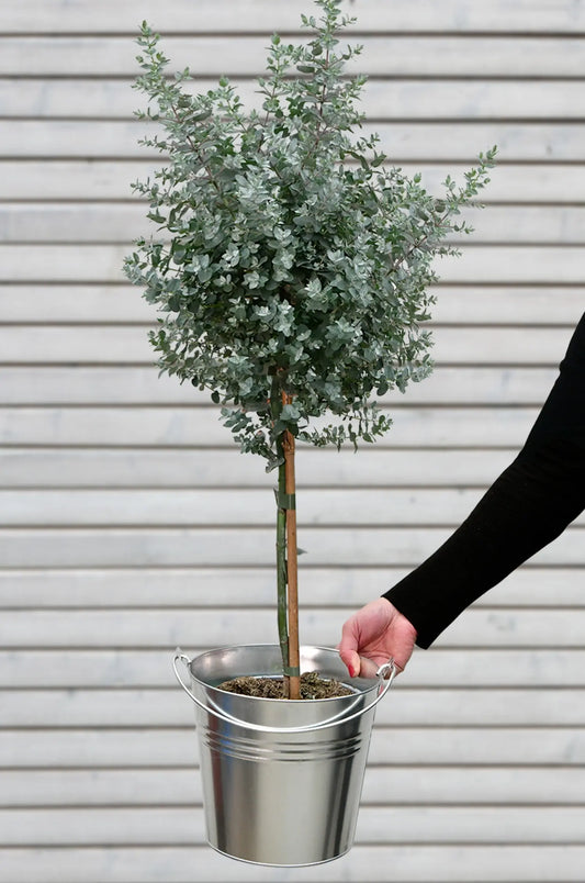 Großes Eukalyptus Bäumchen