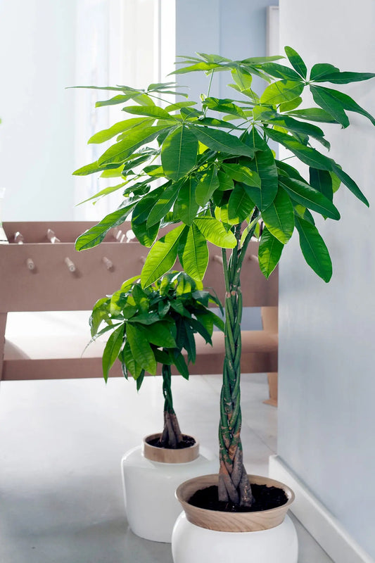 XXL Glückskastanie frisch vom GÄrtner bestellen