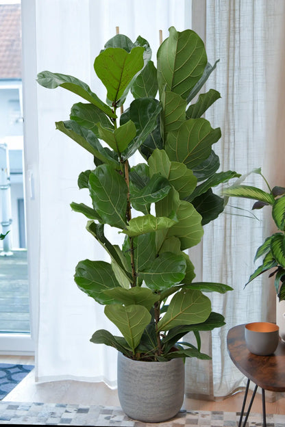 XXL Geigenfeige frisch vom Gärtner bestellen