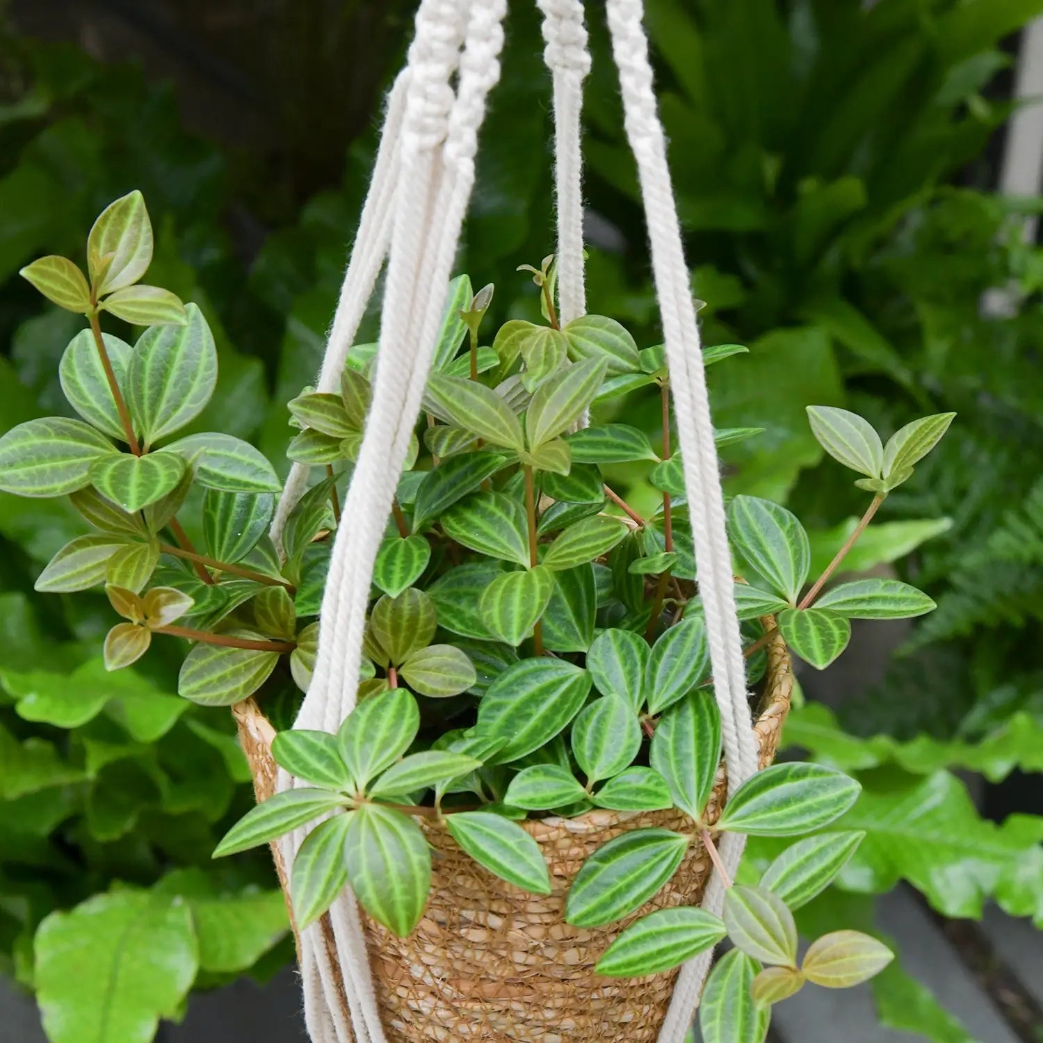Zierpfeffer Rocca Verade in Bastkorb hängend