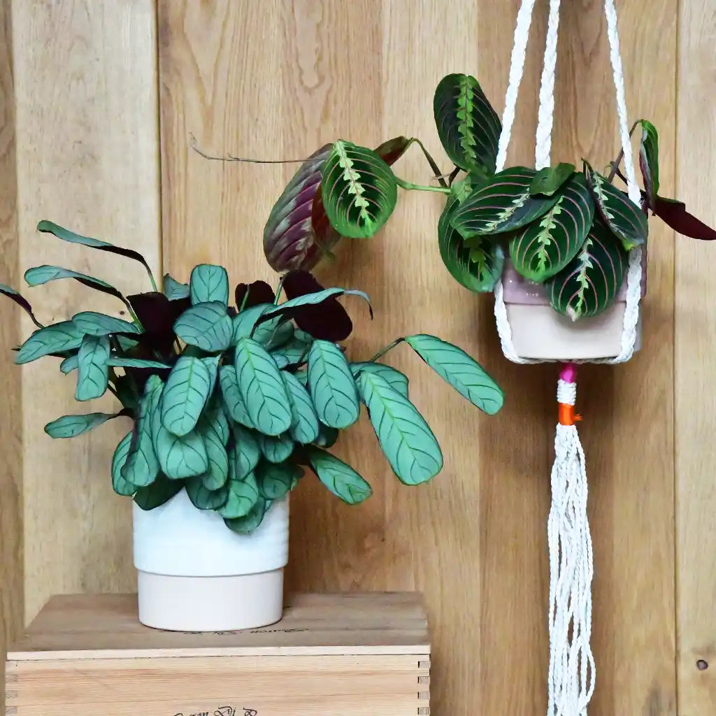 2er Übertopfset 2S Eno mit Makrameehänger