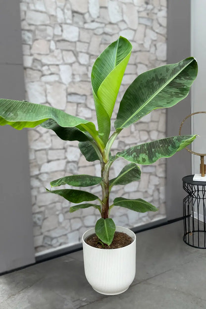 XXL Bananenpflanze 130-140cm