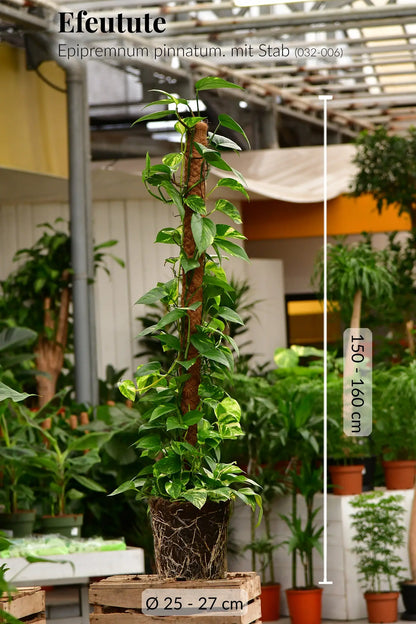 Gärtnerbild mit gesunden Wurzeln von frischer XXL Efeutute