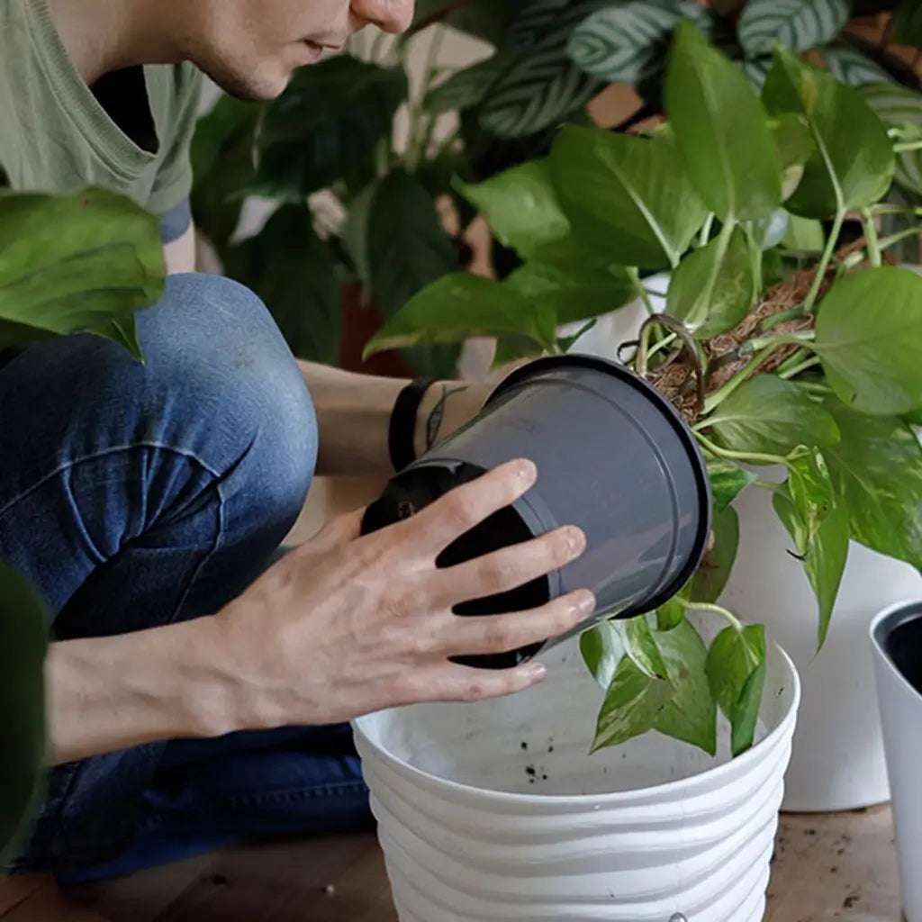 Umtopfen der Ficus Lyrata