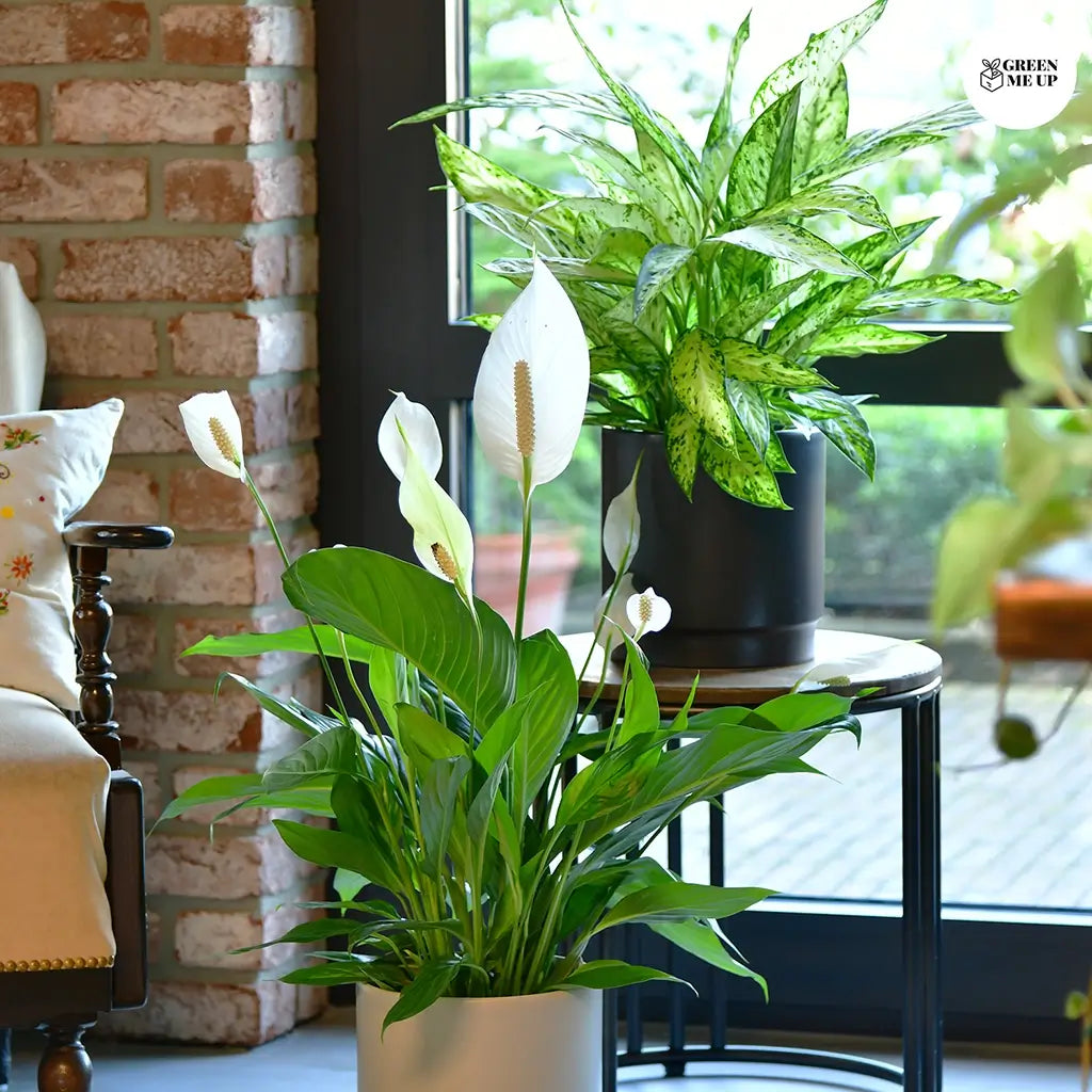 Einblatt und Kolbenfaden in einem Industrie Büro vor Fenster