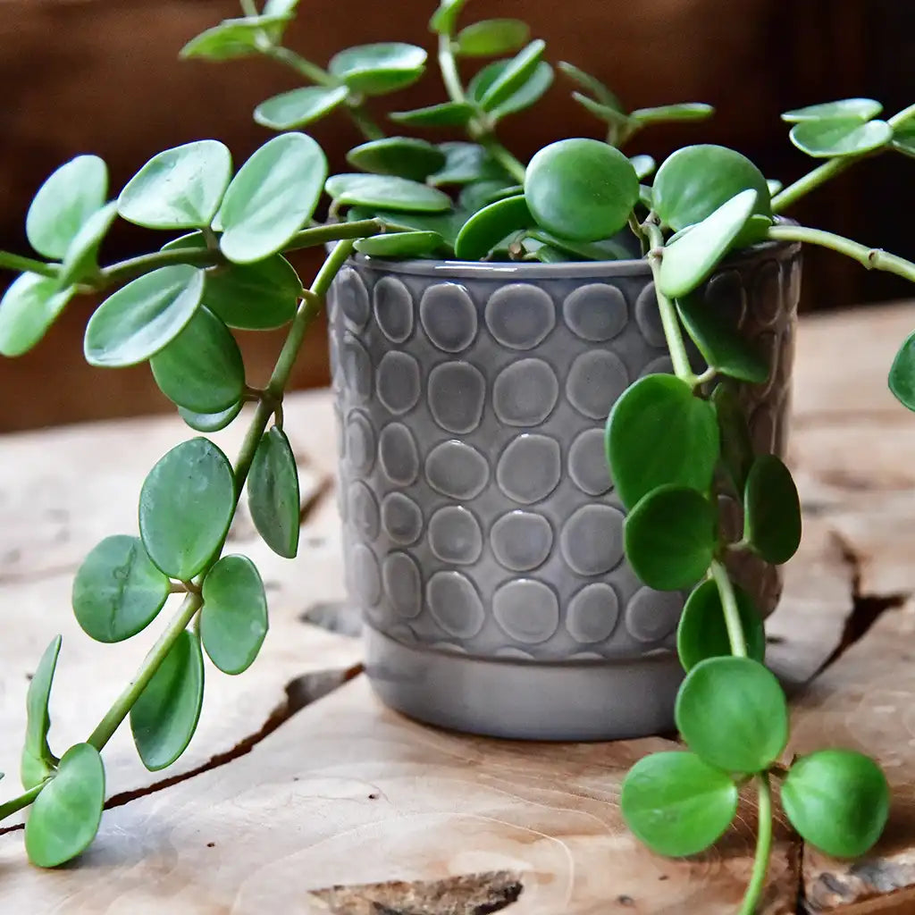 Pflanzen Übertopf Eno Kroko grau mit Muster 13cm Keramik