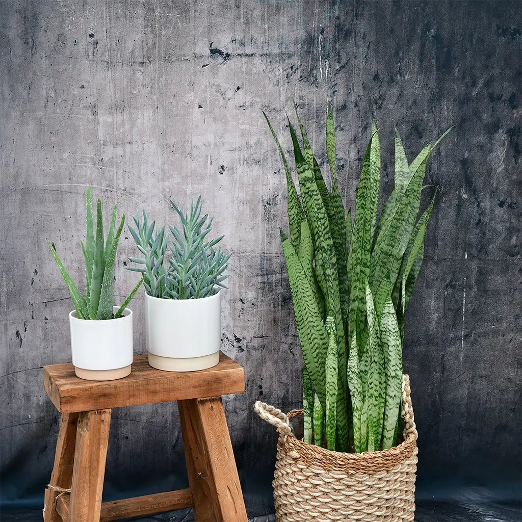 Aloevera in weißem Übertopf mit Sansevieria Bogenhanf in Seegraskorb