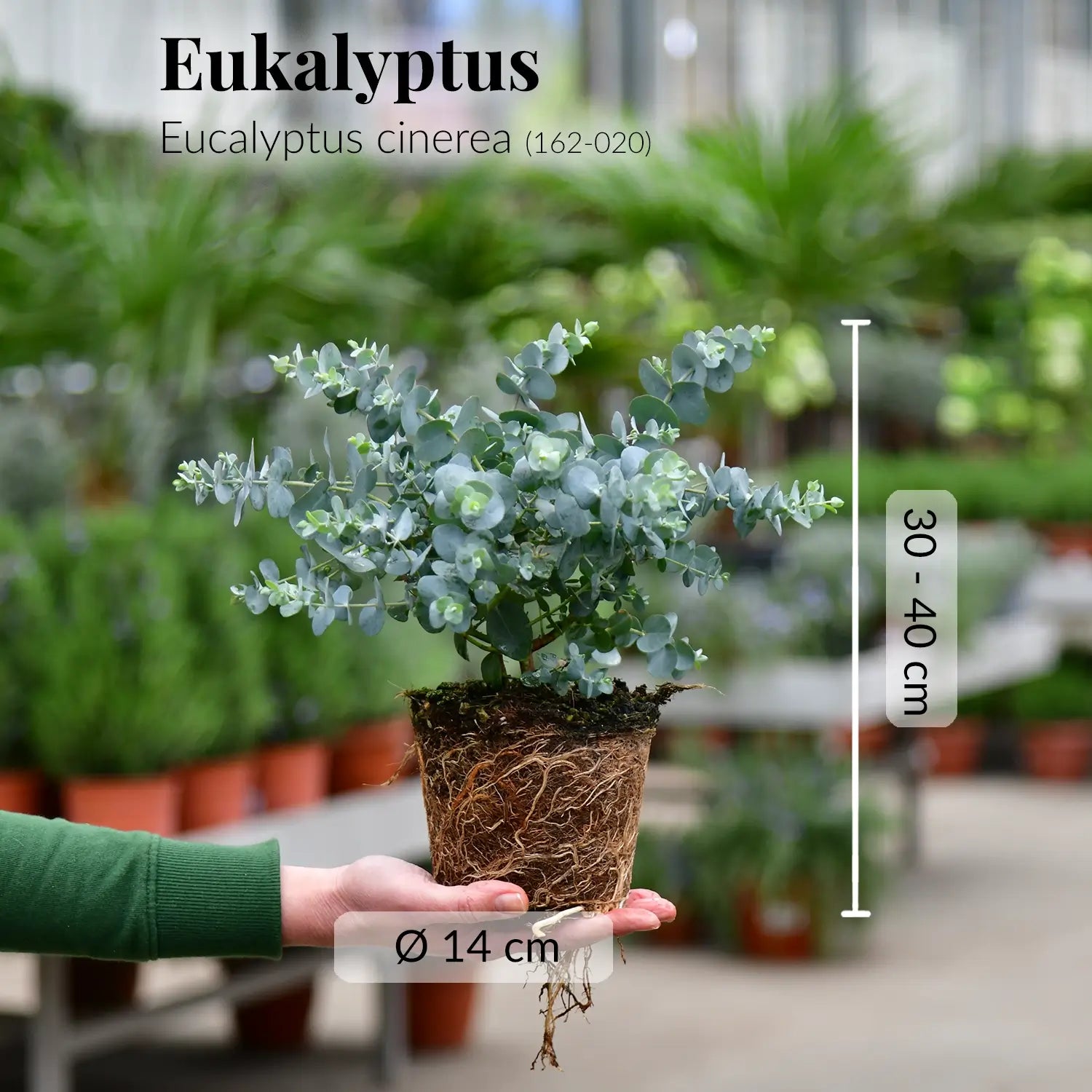 Frische Eukalyptus Pflanze mit gesunden Wurzeln