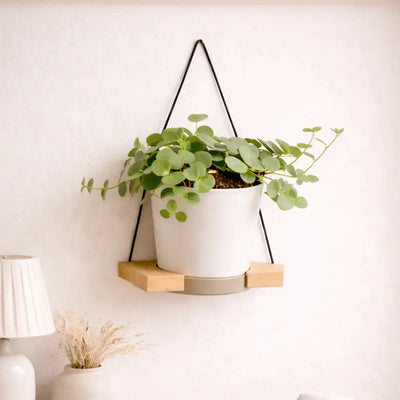 Wandhänger Fenix mit Pepromia Hope Hängepflanze als Wandekoration