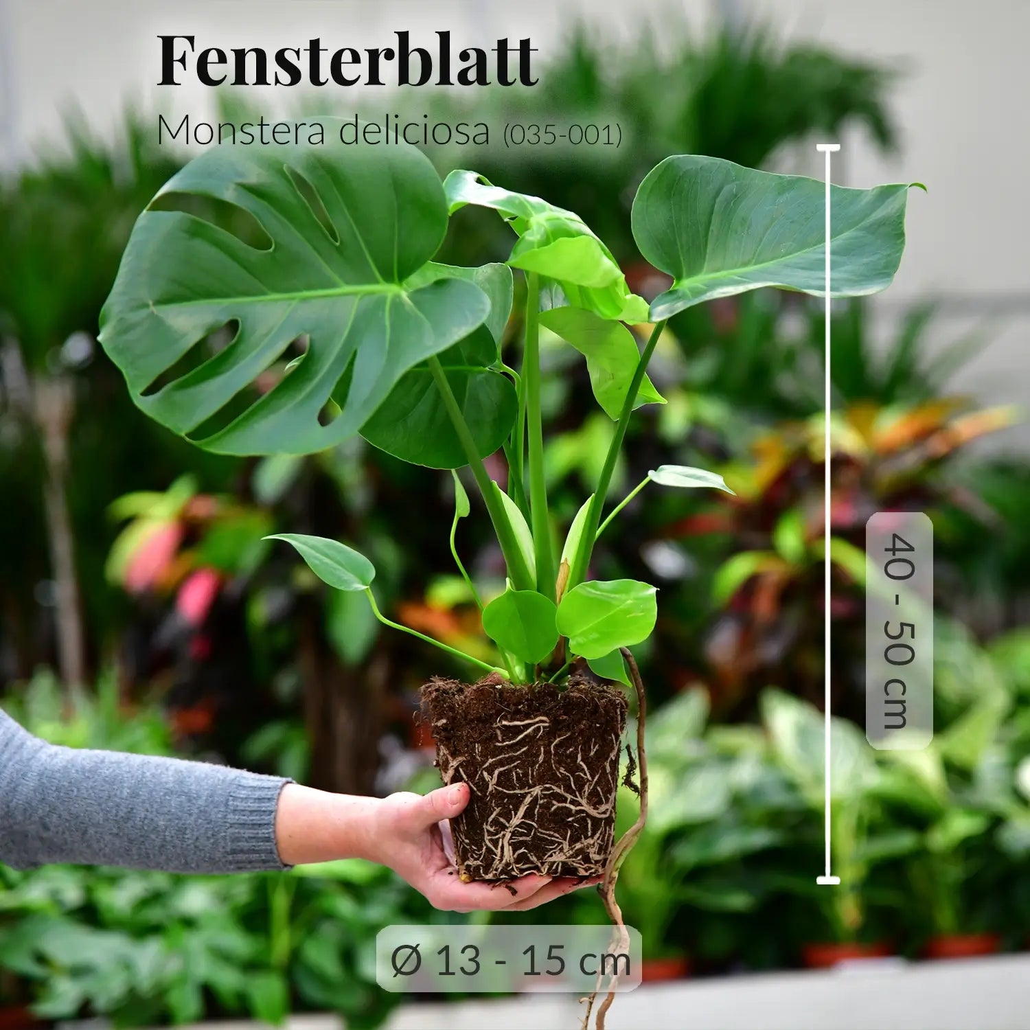 Kräftige Monsterapflanze mit gesunden Wurzeln direkt beim Gärtner