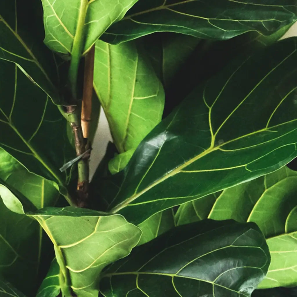 Blätter und Stamm der Geigenfeige