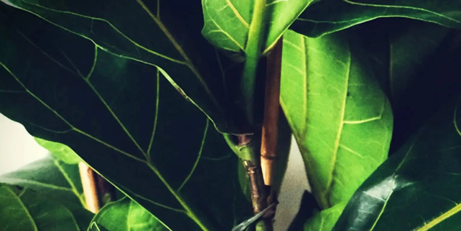 Nahaufnahme Blätter der Geigenfeige