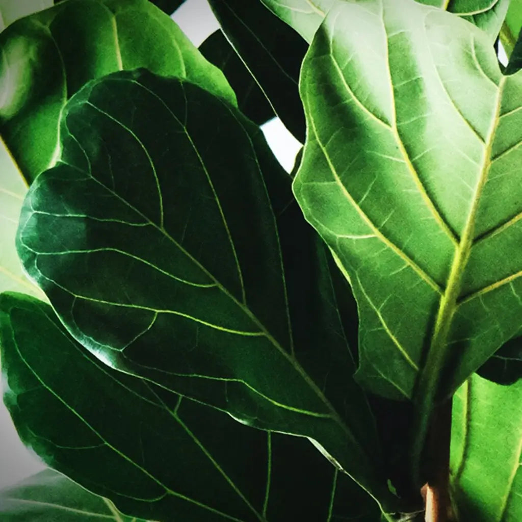 Adrige Blätter des Ficus Lyrata