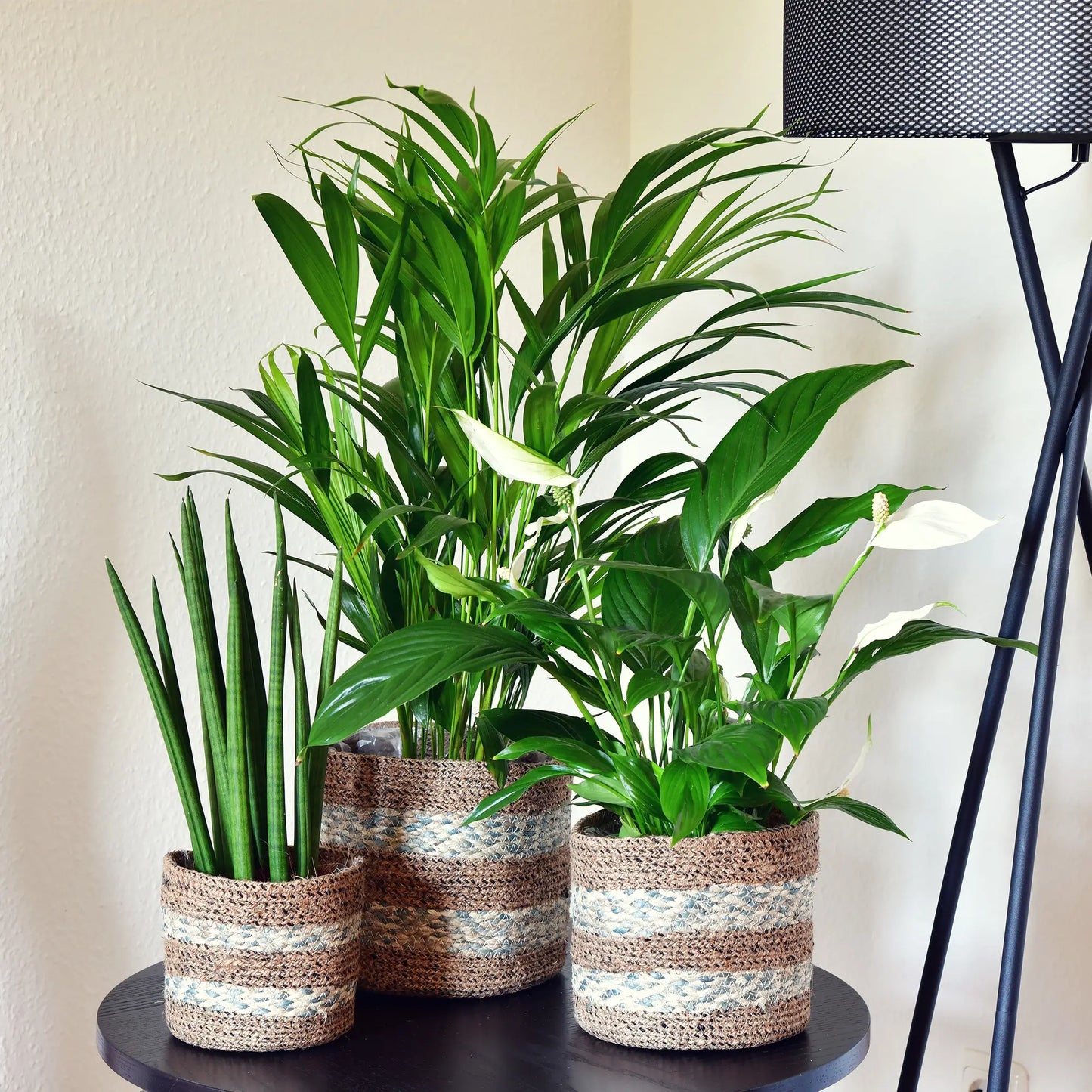 3 lufterfrischende Zimmerpflanzen Set mit Bogenhanf, Einblatt und Goldfruchtpalme auf wohnzimmertisch mit Körben