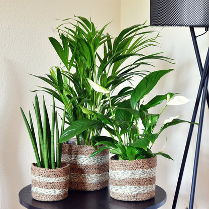 3 lufterfrischende Zimmerpflanzen Set mit Bogenhanf, Einblatt und Goldfruchtpalme auf wohnzimmertisch mit Körben