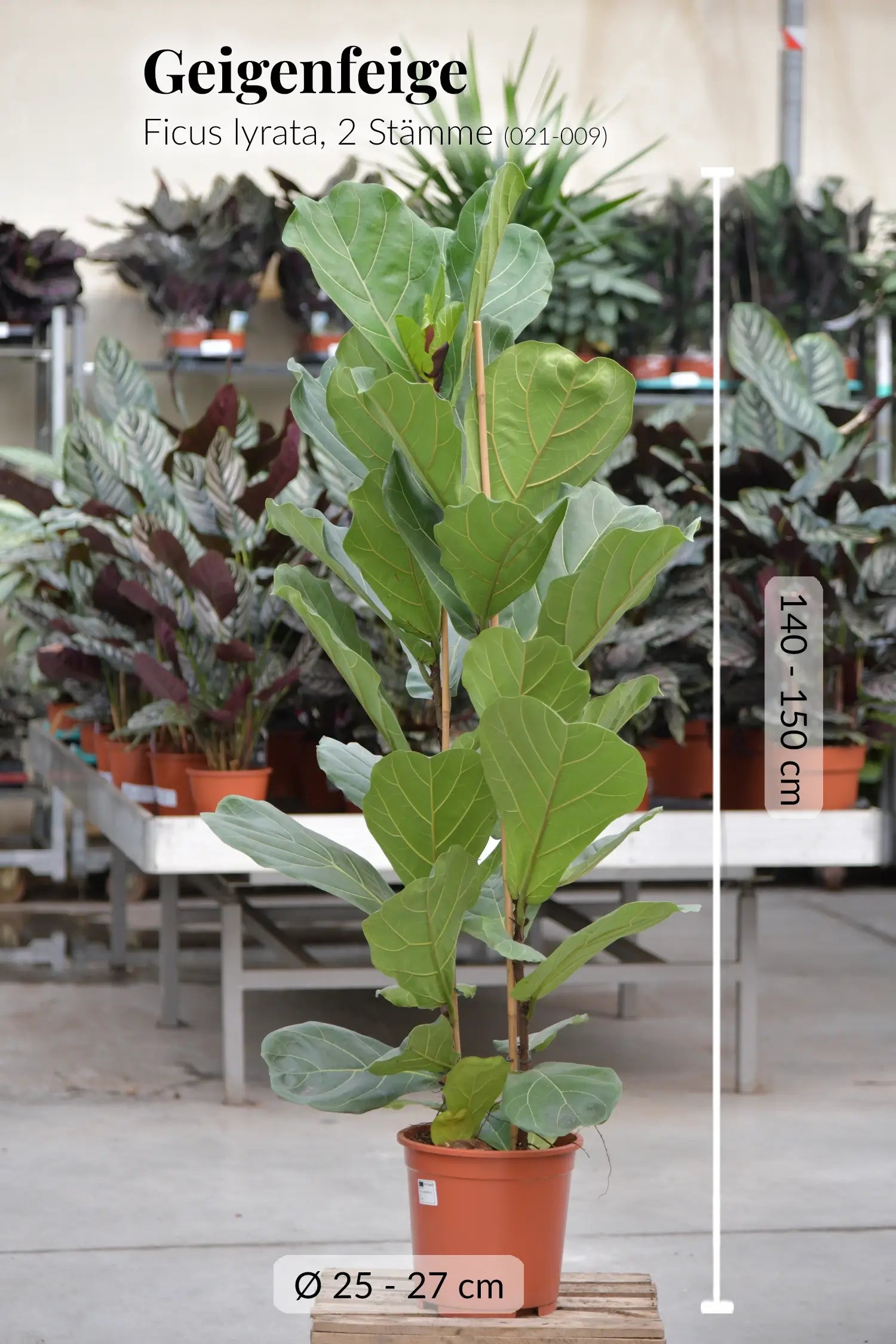 Frische XXL Geigenfeige direkt beim Gärtner