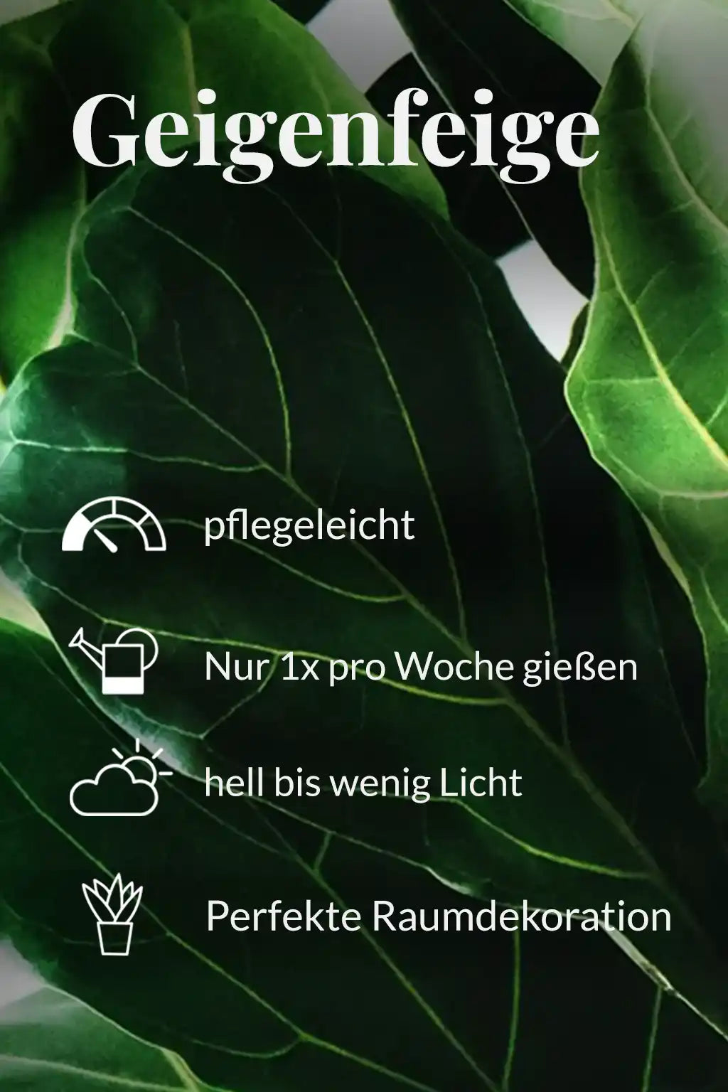 SPECIAL OFFER Große Geigenfeige, 100-110cm