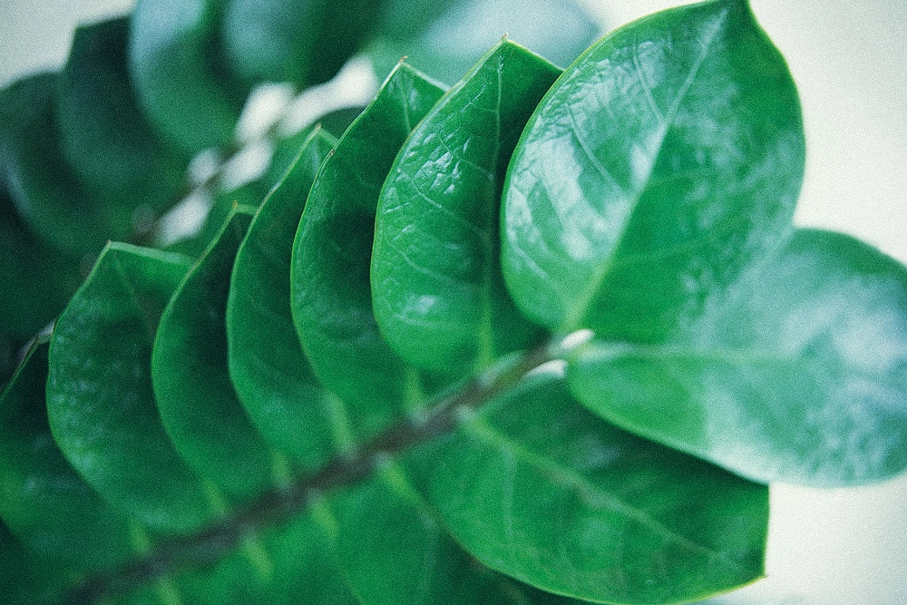 Nahaufnahme der Blätter der Glücksfeder