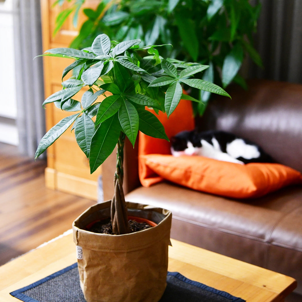 Katze mit tierfreundlicher Glückskastanie und Couch