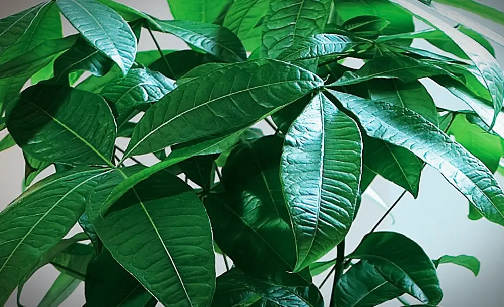 Blätter der Glückskastanie vor hellem Hintergrund