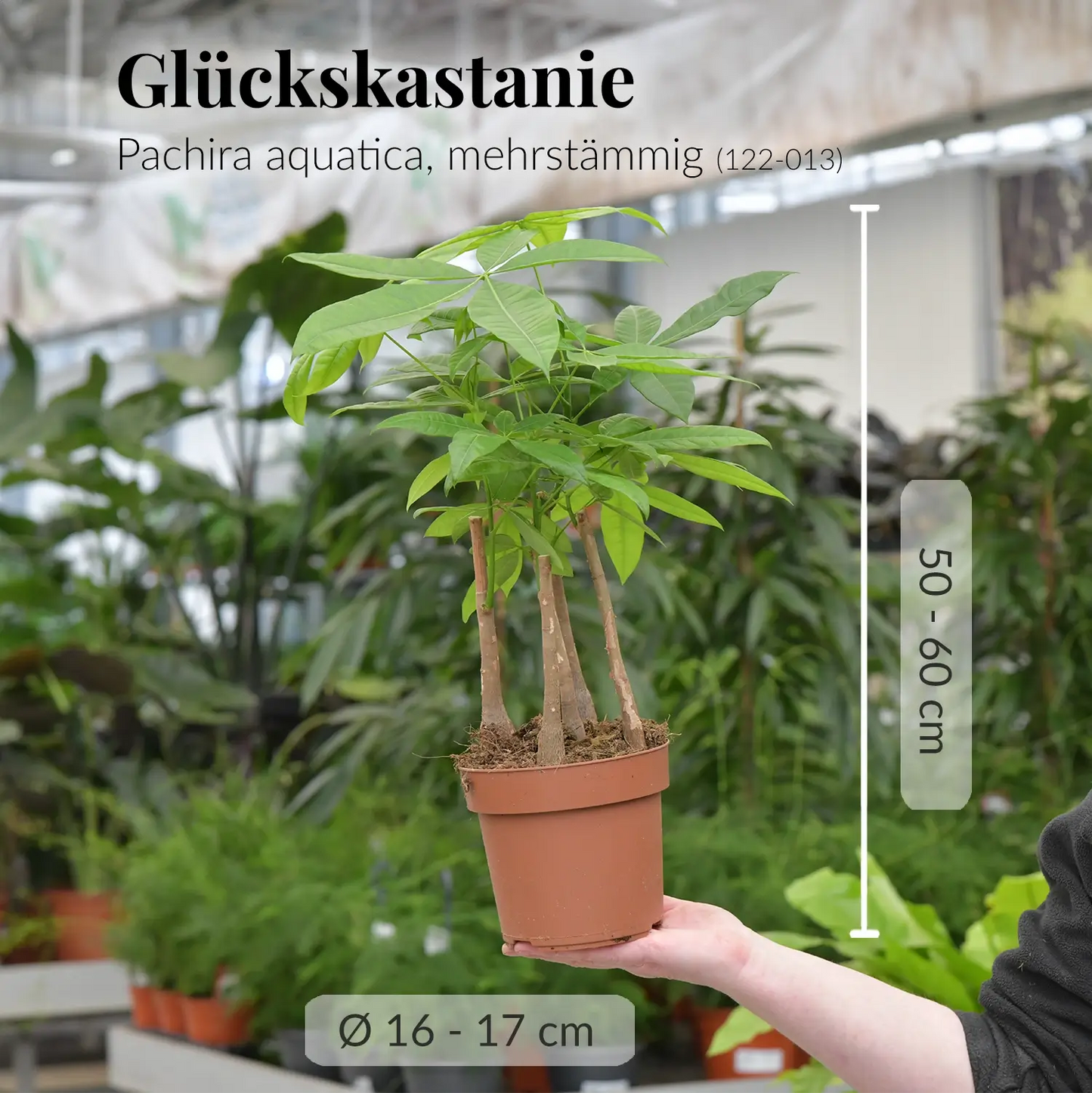 Frische Glückskastanie beim Gärtner im Gewächshaus