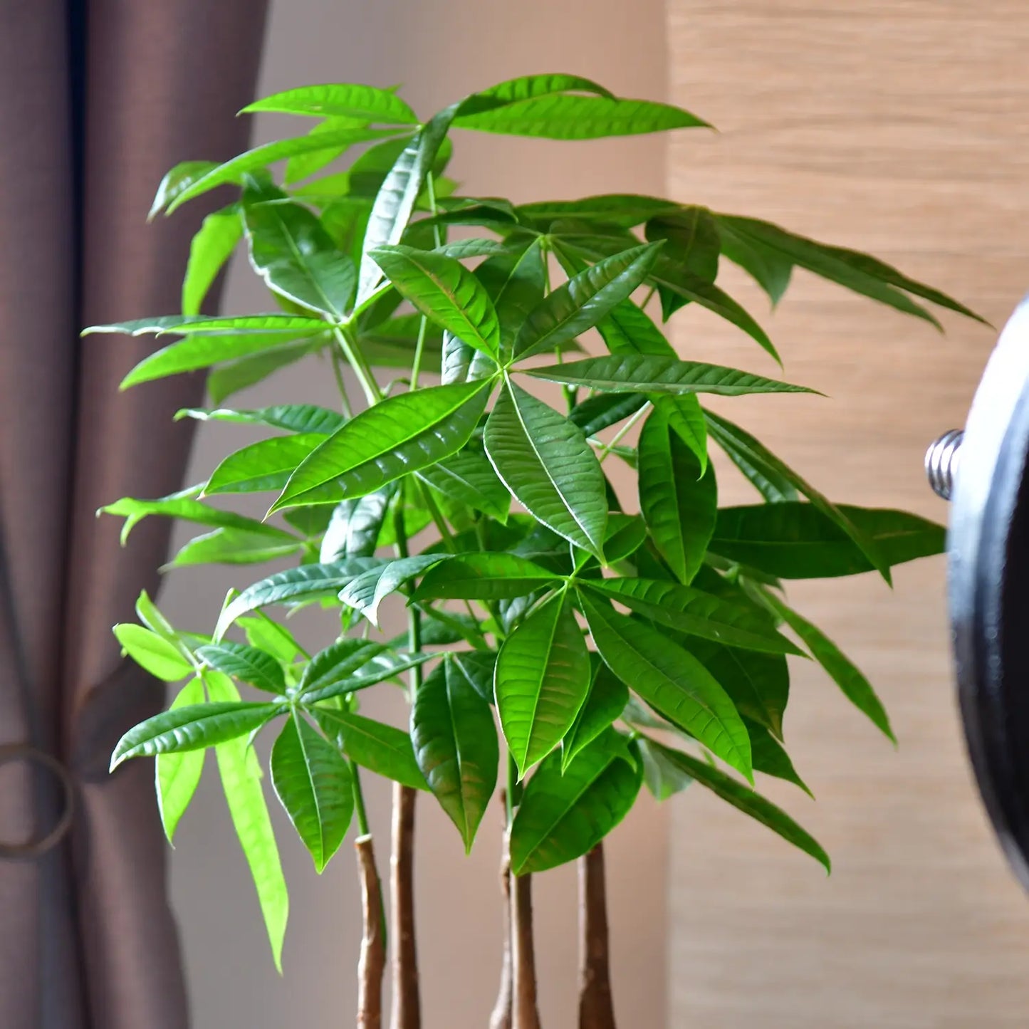 Grüne Baumkrone einer kräftigen, gesunden Glückskastanie mit mehreren Stämmen