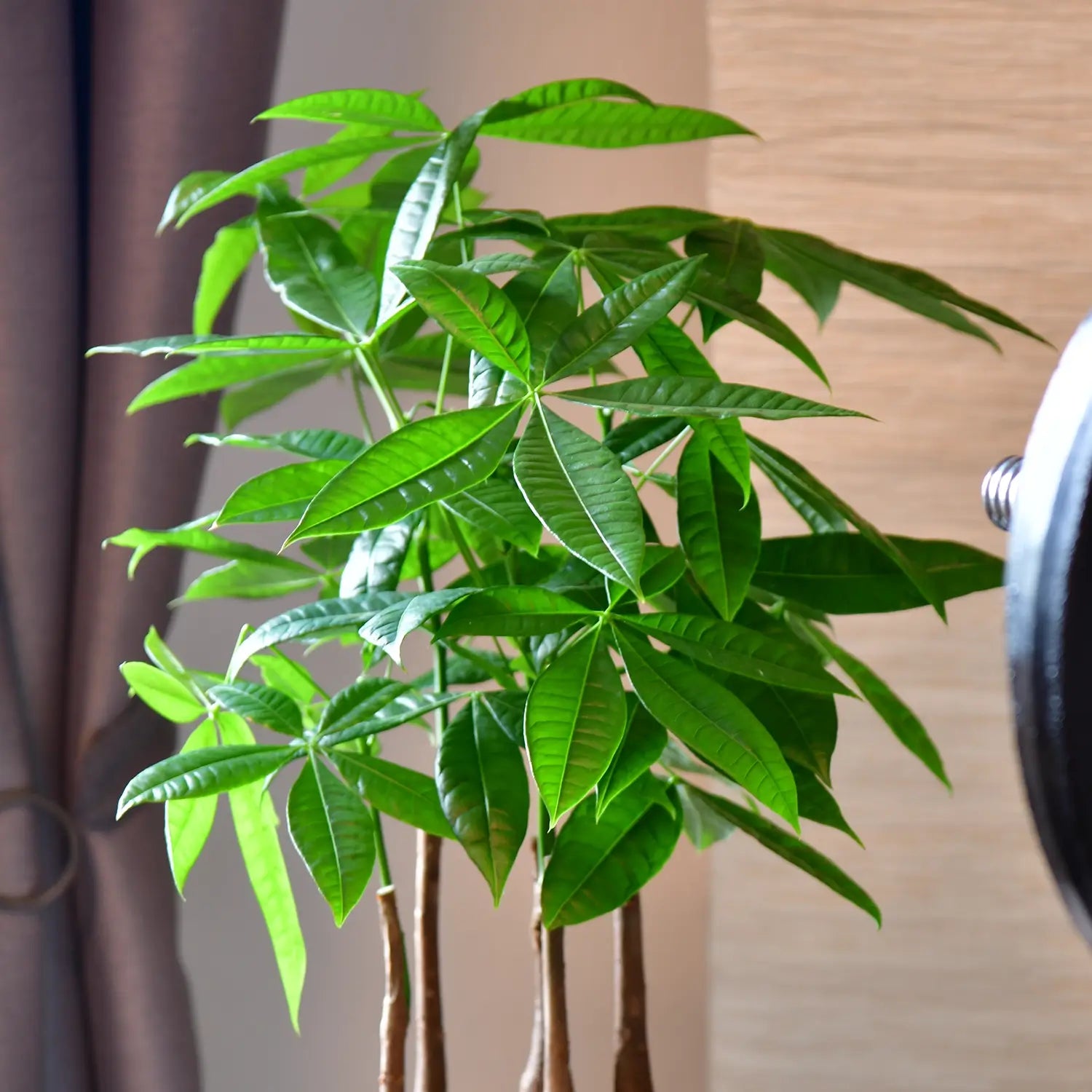 Grüne Baumkrone einer kräftigen, gesunden Glückskastanie mit mehreren Stämmen