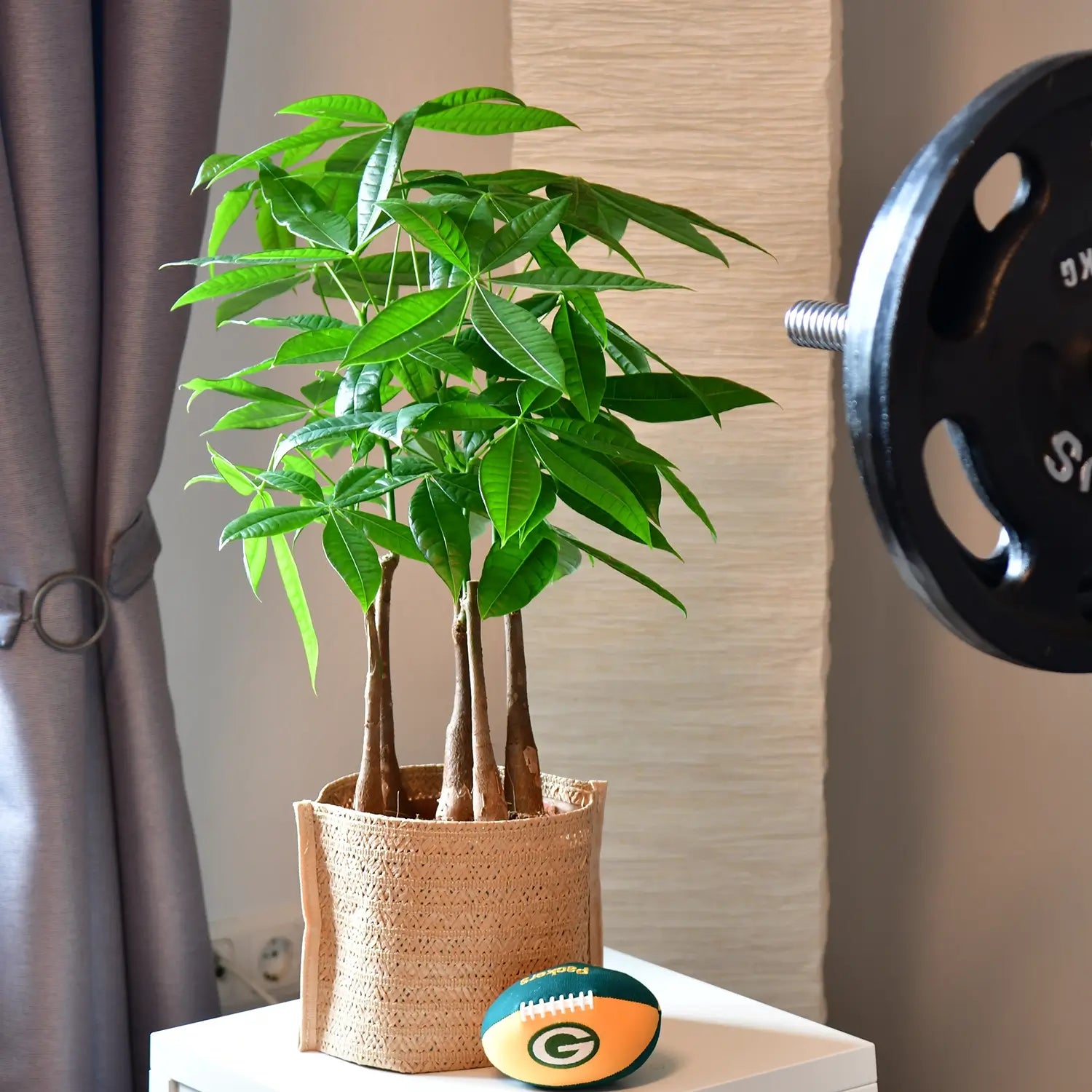 Gesunde, kräftige Glückskastanie mit mehreren Stämmen steht im Wohnzimmer mit Hantel und Trainingsbank