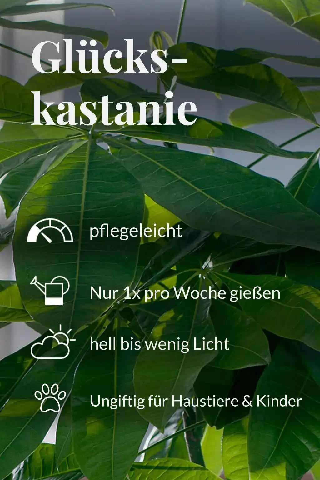 Große Glückskastanie