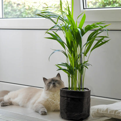 Katze mit ungiftiger Goldfruchtpalme