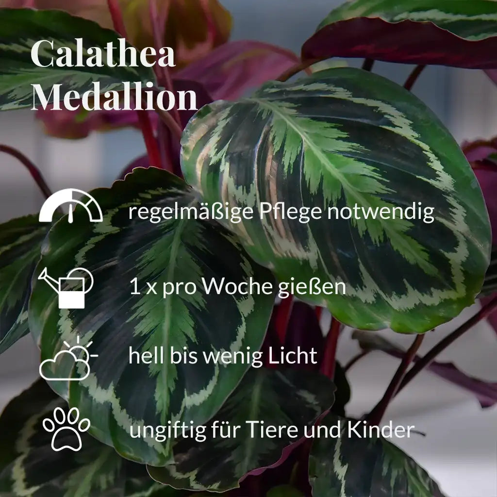Calathea Medallion Pflegehinweise