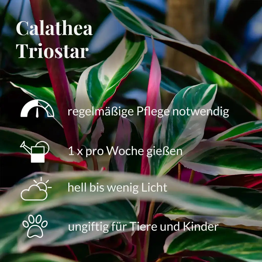 Calathea Triostar Pfegehinweise