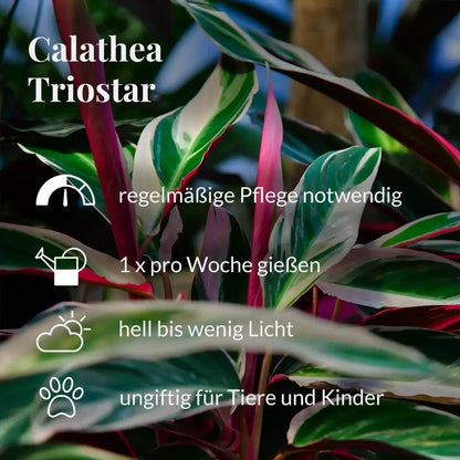 Calathea Triostar Pfegehinweise