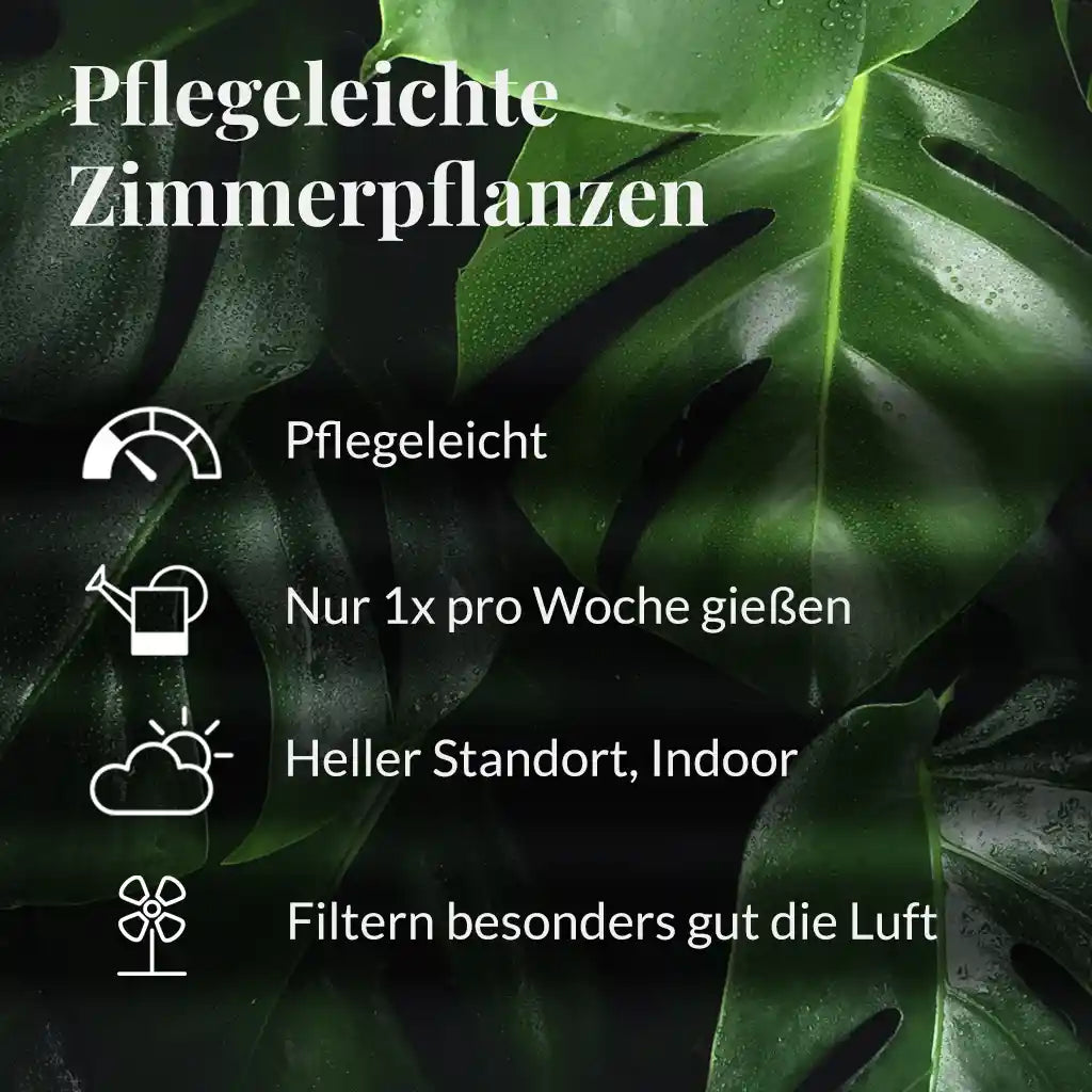 6er Box Grüne Erstausstattung