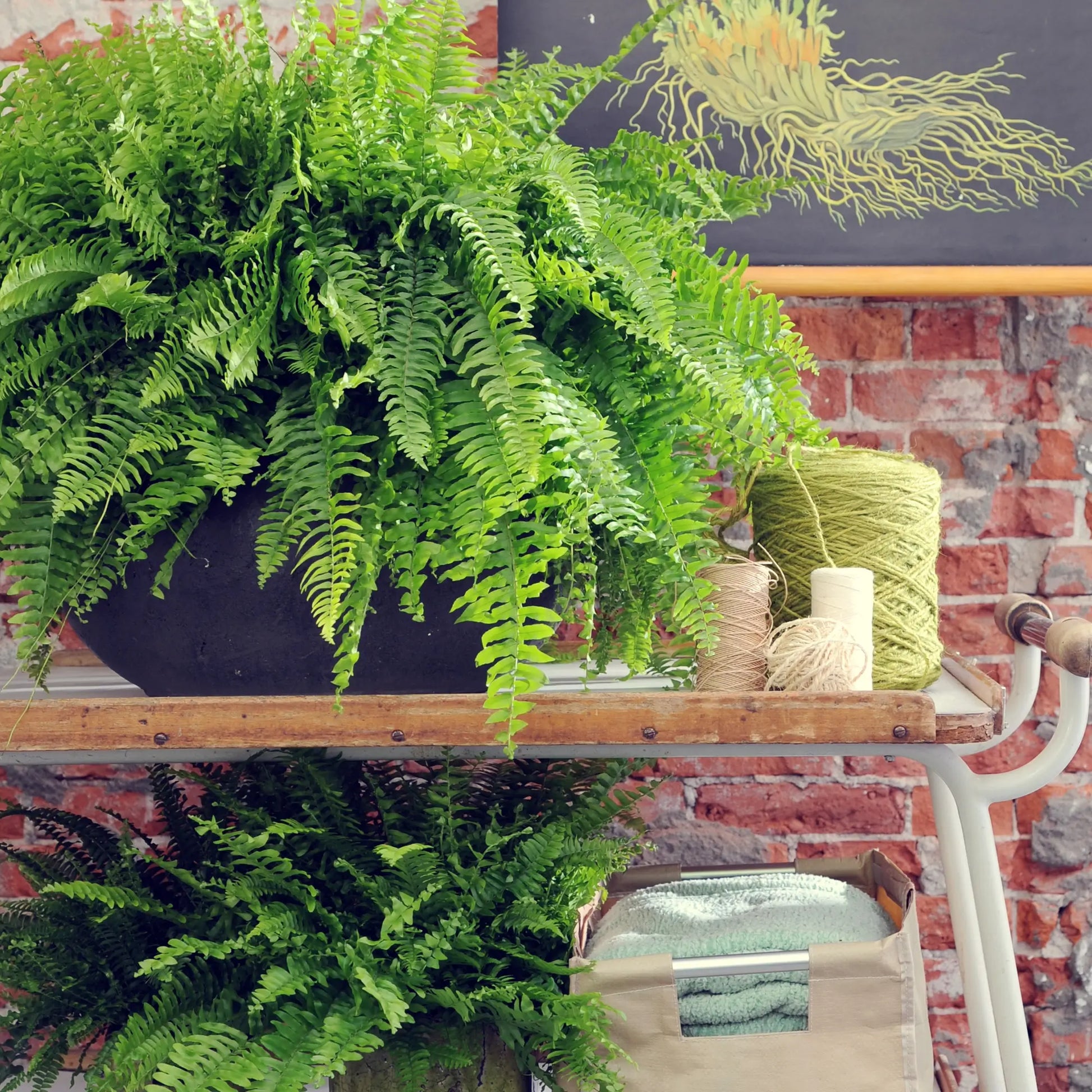 Attraktiver tierfreundlicher Farn mit langen Wedeln