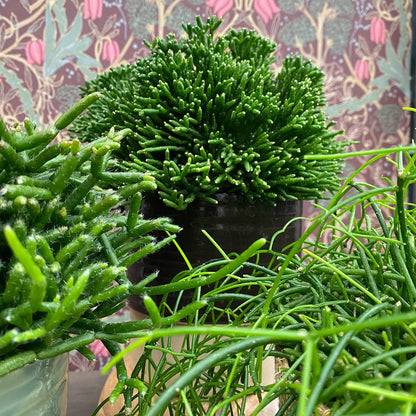 Detail von Rhipsalis Blättern