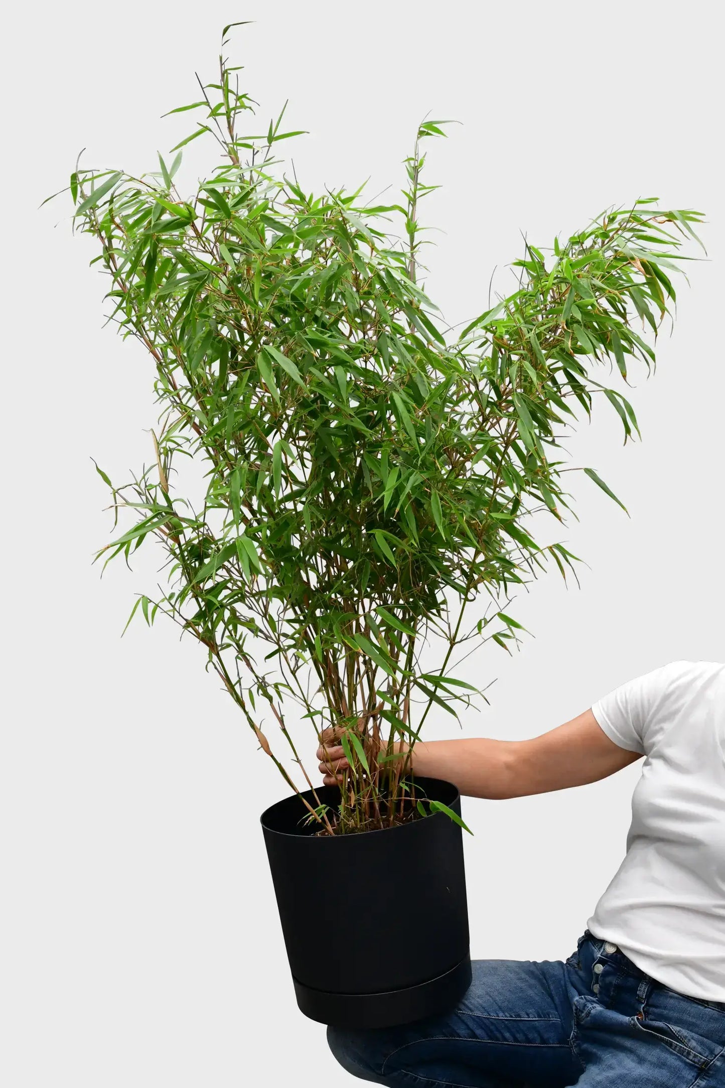 große Bambuspflanze für Balkon und Garten Sichtschutz mit schwarzem Übertopf modern