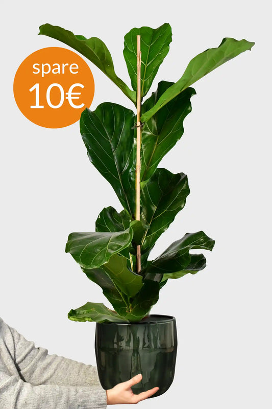 SPECIAL OFFER Große Geigenfeige, 100-110cm