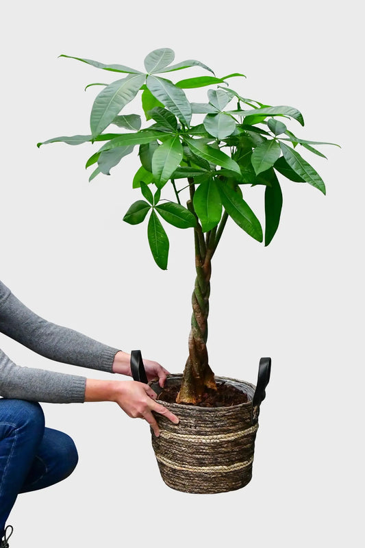 Große Glückskastanie frisch vom Gärtner bestellen