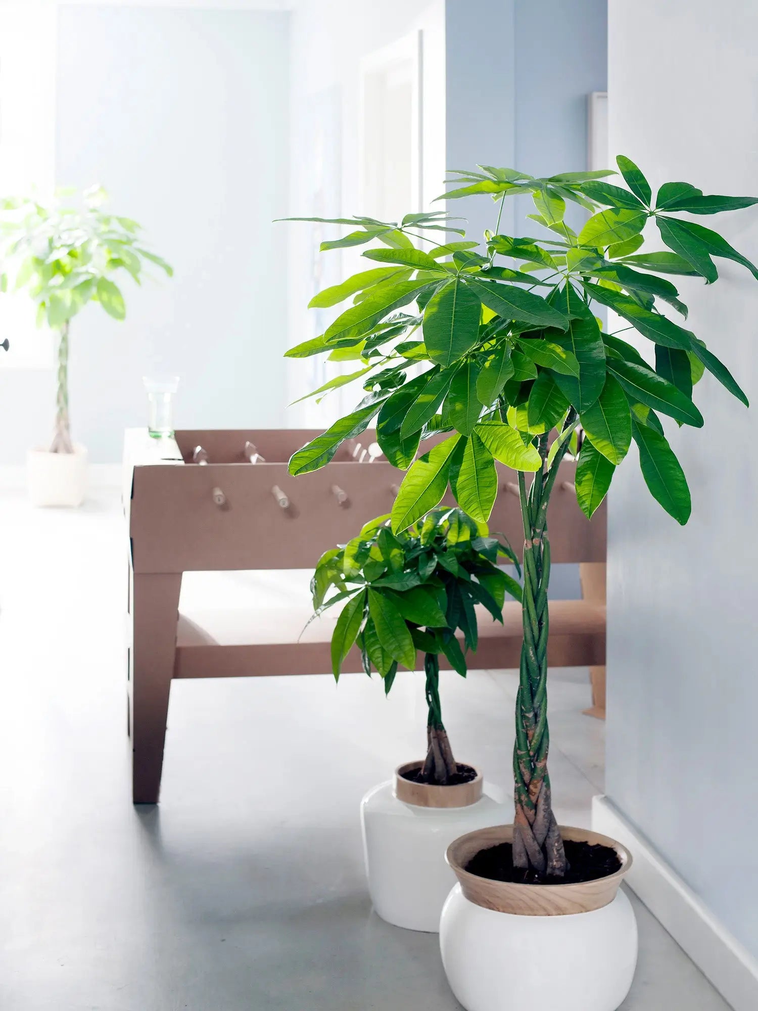 Große grüne Glückskastanie in weißem Pot neben Kickertisch, frische große grüne Blätter