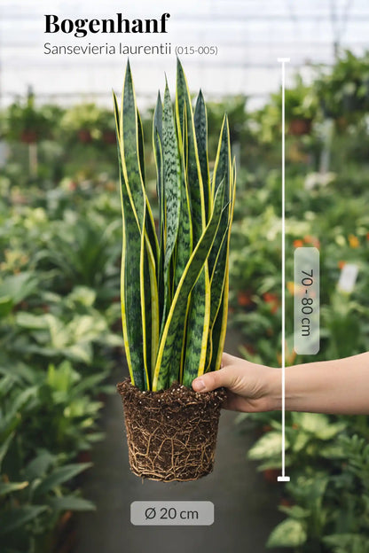 Große Schwiegermutterzunge