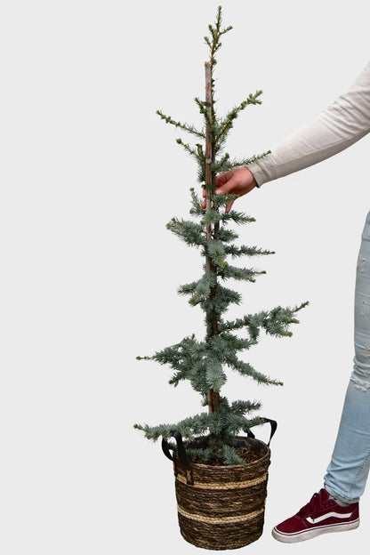 Große Zeder Weihnachtsbaum im Topf, 110-120cm