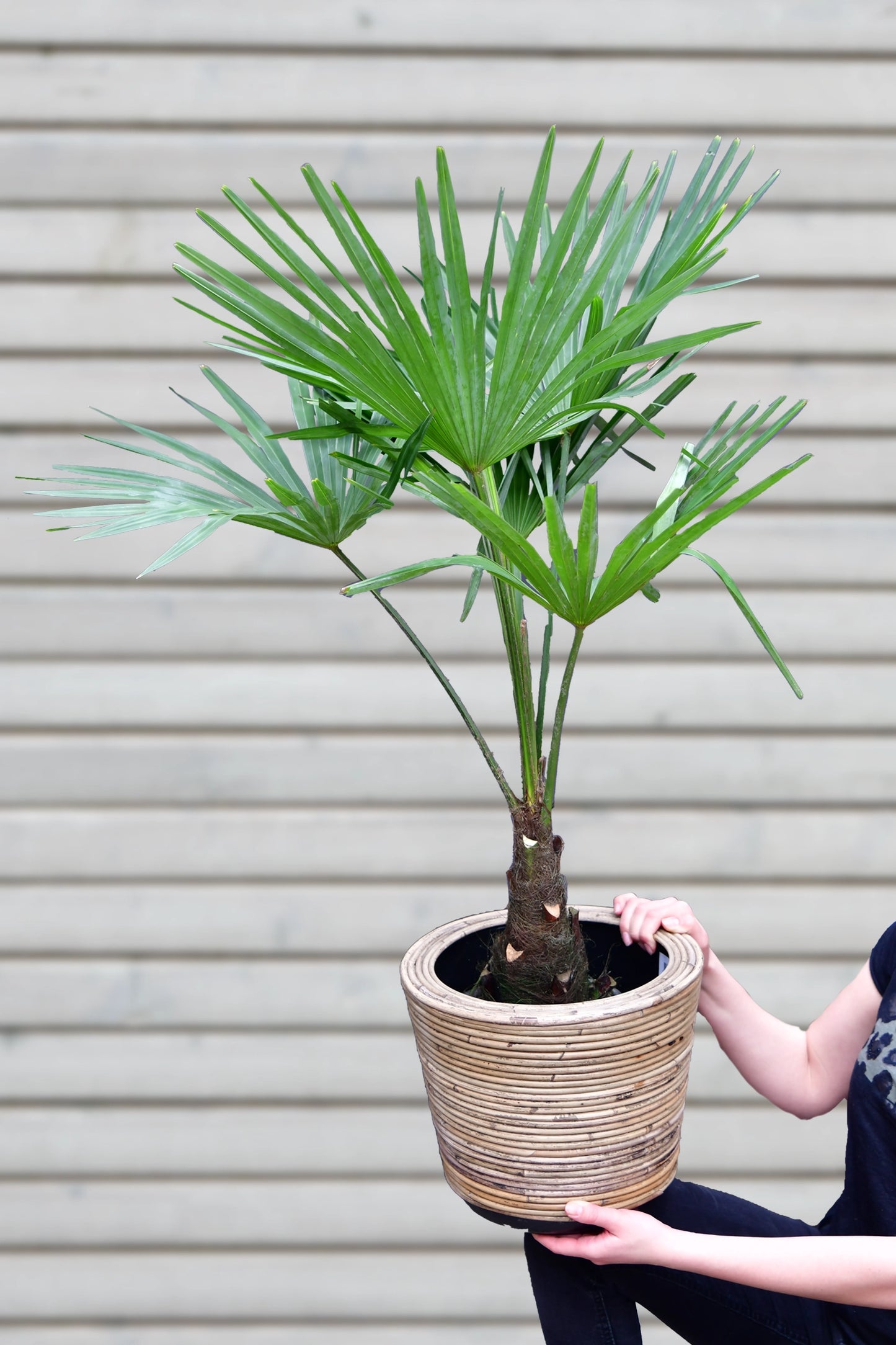 Große winterharte Hanfpalme