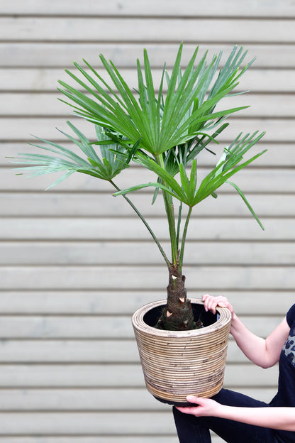 Große winterharte Hanfpalme