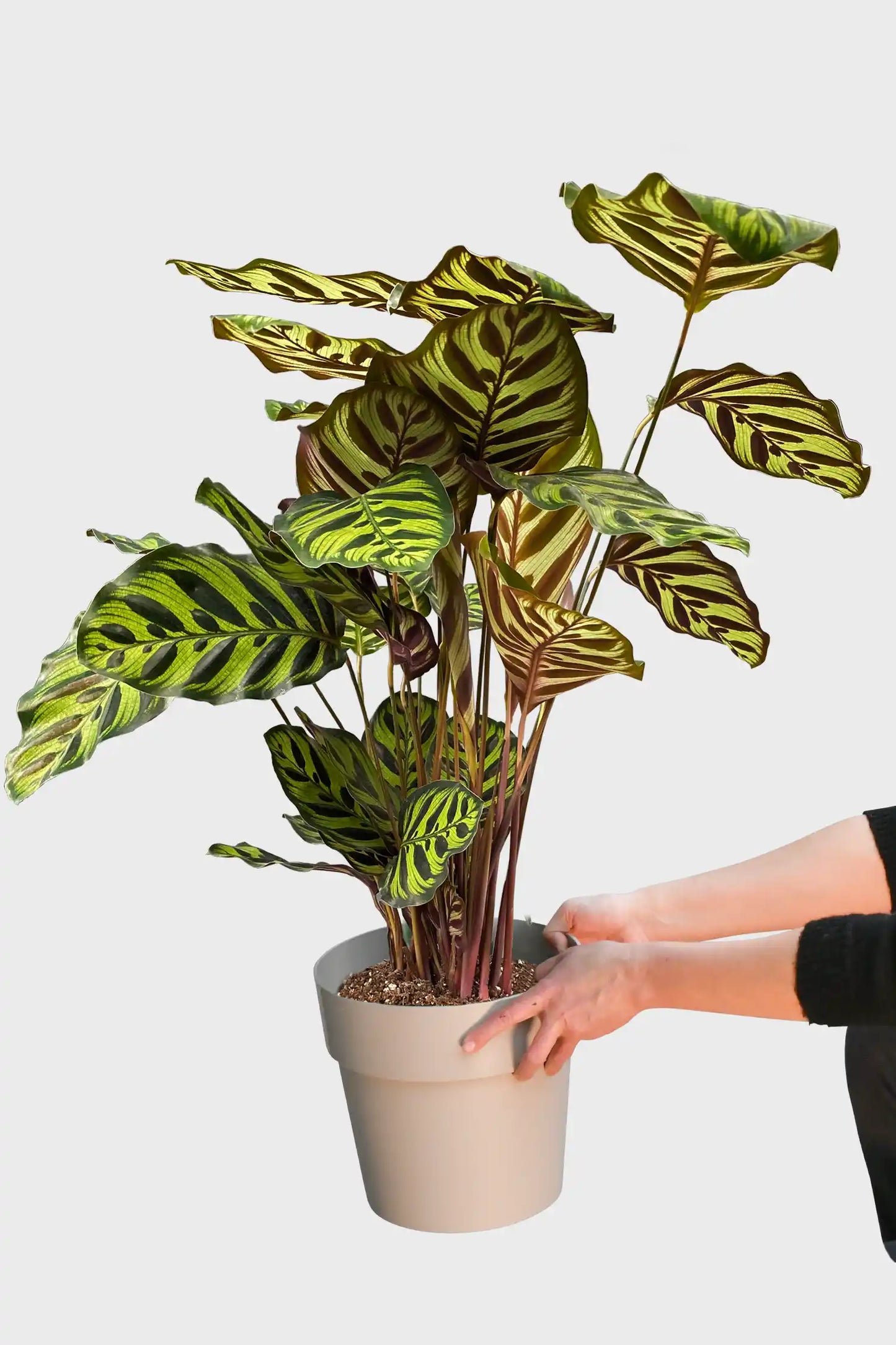 Große Calathea Makoyana