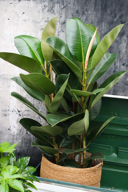 Großer Gummibaum mit großen Blättern in Strohkorb